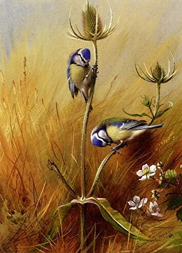 80-1500 dolara ručno oslikali nastavnici umjetničkih Akademija - 17 umjetničkih slika Zlatni orao Archibald Thorburn Birds slika životinjskog