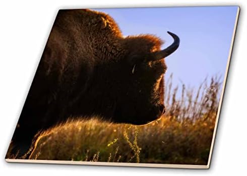 3drose Mike prevara fotografija-Divlje životinje-bizoni suočeni sa jutarnjim suncem-pločicama